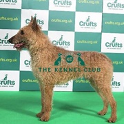 Belgian Shepherd Dog (Laekenois)