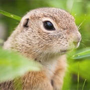 European Ground Squirrel