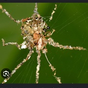 Cyclosa Spider