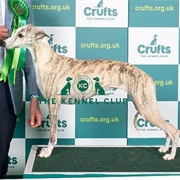 Whippet
