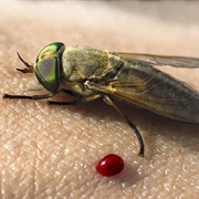 Horsefly