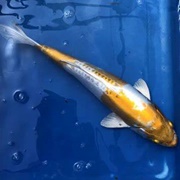 Hariwake Koi