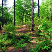 Tuskegee National Forest, AL