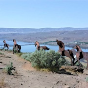 The Wild Horses Monument, USA