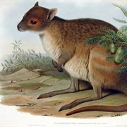 Lake MacKay Hare-Wallaby