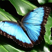 Blue Morpho