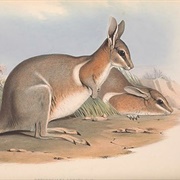 Crescent Nail-Tail Wallaby