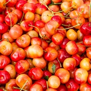 Queen Anne Cherries