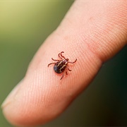 Wood Tick