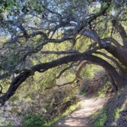 Fryman Canyon Park