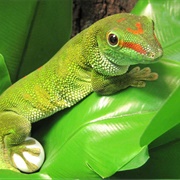 Giant Day Gecko