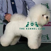 Bichon Frise