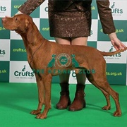 Hungarian Vizsla