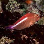 Arc-Eye Hawkfish