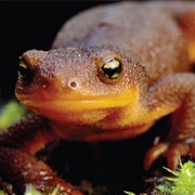 Rough-Skinned Newt