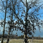 Lyndonville Shoe Trees