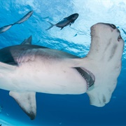 Great Hammerhead