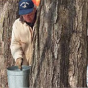 NPR's Exploding Maple Trees Story