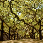 World's Largest Cashew Tree
