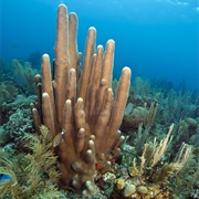 Pillar Coral