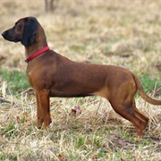 Bavarian Mountain Hound