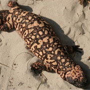 Reticulate Gila Monster