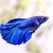 Siamese Fighting Fish (Betta)