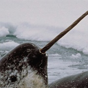 Narwhal