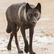Hudson Bay Wolf