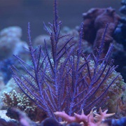 Purple Gorgonian Coral
