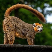 Crowned Lemur