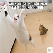 Chicken! I SMELL CHICKEN!