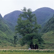 Li Jiawan Grand Ginkgo King
