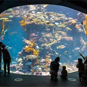 Steinhart Aquarium (California Academy of Sciences)