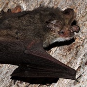 Lesser Long-Eared Bat