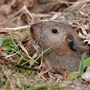 Pocket Gopher