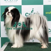 Japanese Chin