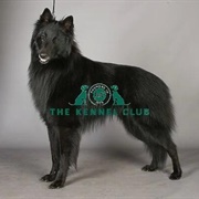Belgian Shepherd Dog (Groenendael)