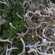 Deer Horn Tree
