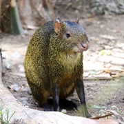 Azara's Agouti