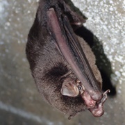 Eastern Bent-Wing Bat