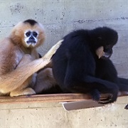 Southern White-Cheeked Gibbon