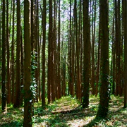 Sayama Hills (Totoro)