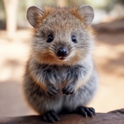 Quokka