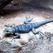 Blue Spiny Lizard