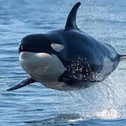 X30 Killer Whales