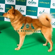 Finnish Spitz