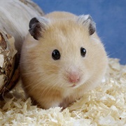 Hamster