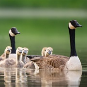 Canada Goose
