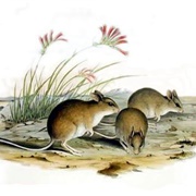 Mitchell's Hopping Mouse